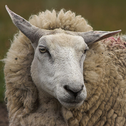 a castrated male sheep
